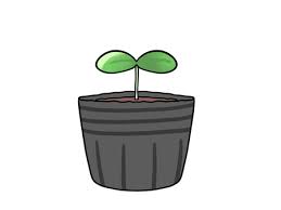 白菜の芽出しについて