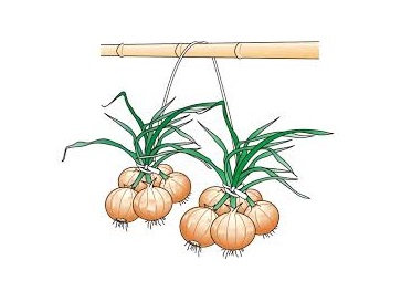 玉ねぎの収穫時期とその他野菜の成長過程